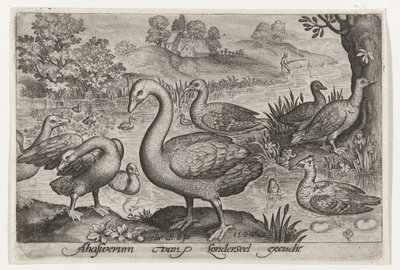 Cygne et oies et canards près de l