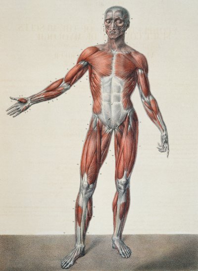 Anatomie du corps humain, de 