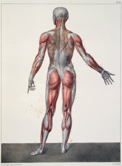 Anatomie du corps humain, de 