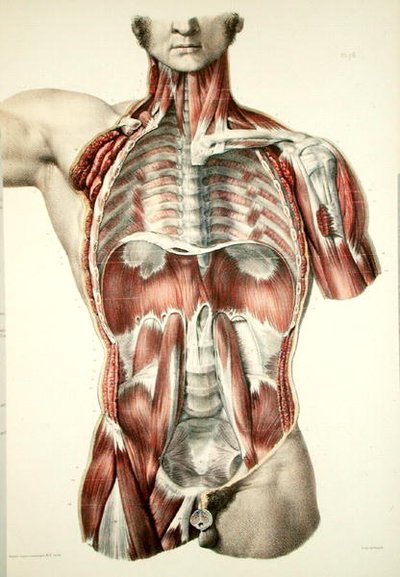 Torse écorché, planche de 