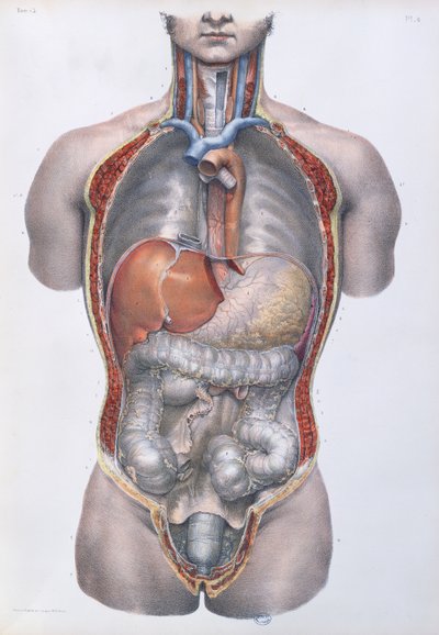 Organes internes, planche de 