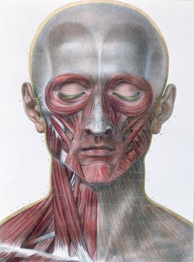 Musculature du visage, planche de 