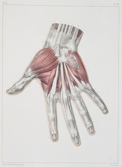 Musculature de la main, planche de 