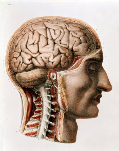 Le cerveau, planche de 