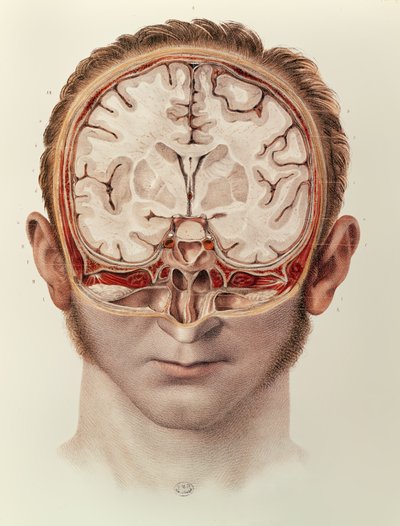 Le Cerveau, planche de Traité Complet de l