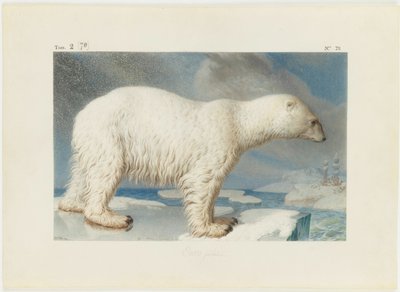 Ours polaire, 1796 - Nicolas Maréchal