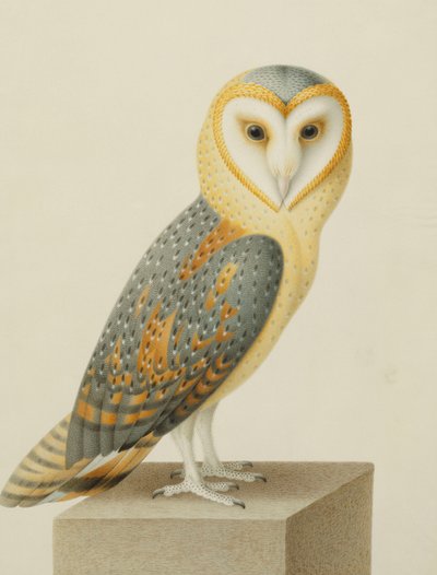 Une chouette effraie - Nicolas Robert