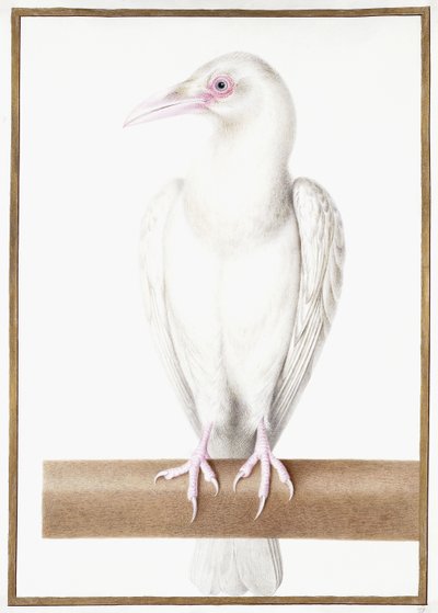 Corbeau albinos - Nicolas Robert