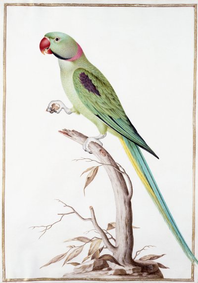 Perruche Alexandre - Nicolas Robert