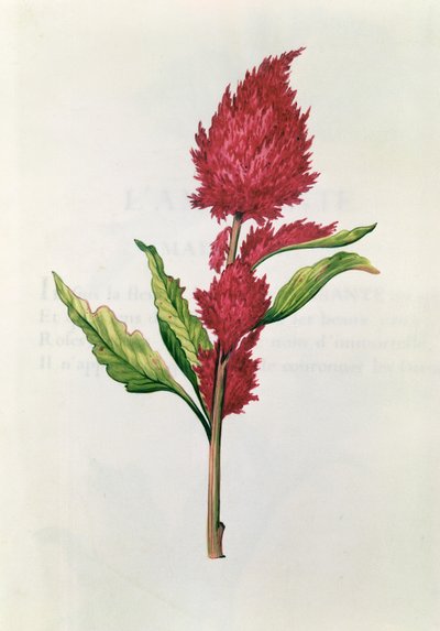 Amarante, de 