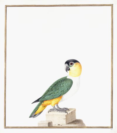 Perroquet à tête noire - Nicolas Robert