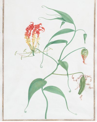 Gloriosa Superba Lys Grimpant, vers 1660 - Nicolas Robert