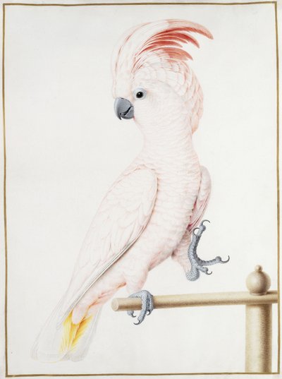 Cacatoès de Major Mitchell - Nicolas Robert