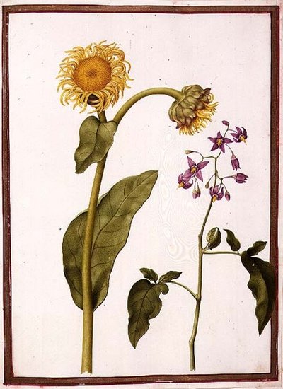 Inula Helenium Decampanr et Solanum dulcamara (Douce-amère) - Nicolas Robert