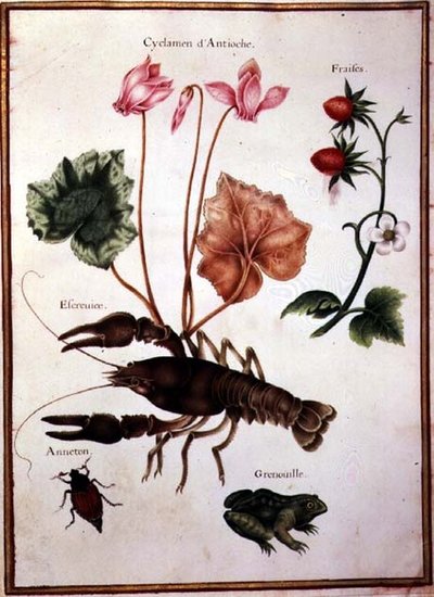 Cyclamen, fraise des Alpes, un homard et une grenouille - Nicolas Robert