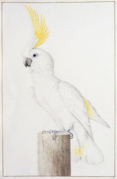 Cacatoès à huppe jaune - Nicolas Robert
