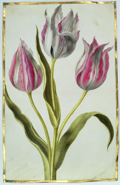 Tulipes, c.1675 - Nicolas Robert