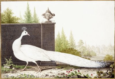 Paon blanc - Nicolas Robert