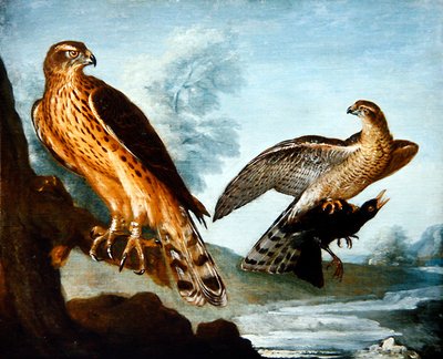 Deux autours, l