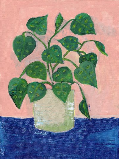 Plante d