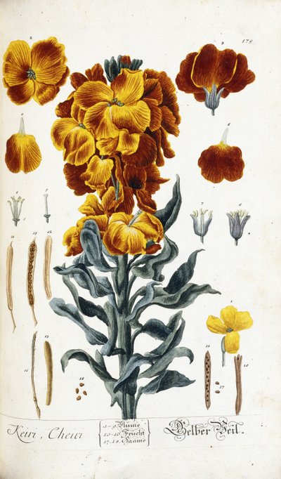 Giroflée - Nikolaus Friedrich Eisenberger