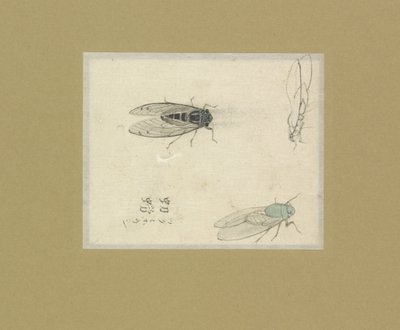 Trois études de mouches - Nonoyama Kozan (possibly)