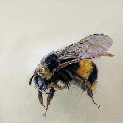 Bombus terrestris 1 (b), 2008 (acrylique sur bois) - Odile Kidd