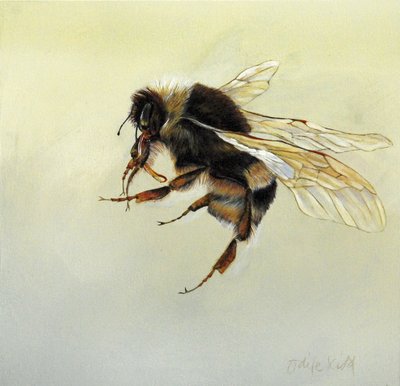 Bombus terrestris 4, 2011 (acrylique sur bois) - Odile Kidd