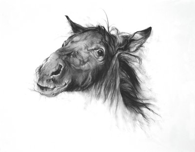 Colt, 2002 (fusain sur papier Fabriano) - Odile Kidd
