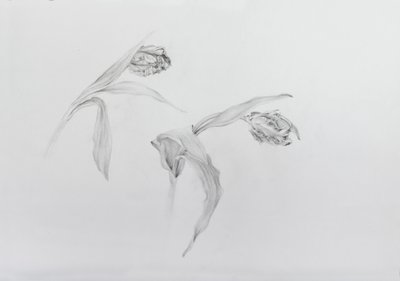 Estella rijnveld 2, 2017 (crayon sur papier cartouche) - Odile Kidd