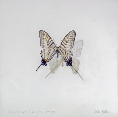 Graphium (Pazala) eurosus, 2014 (acrylique sur bois gessoïsé) - Odile Kidd