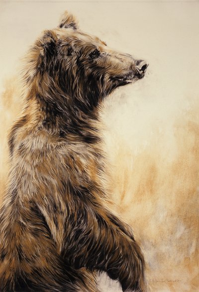 Grizzly Bear 2, 2002 (crayon de carbone, fusain et craie) - Odile Kidd