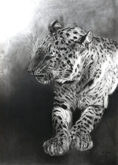 Panthera pardus 2, 2009 (fusain et conte sur papier Fabriano) - Odile Kidd