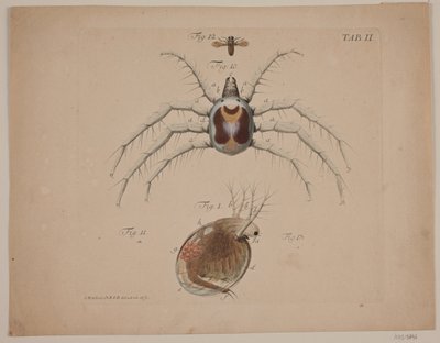 Insectes. Planche II de l