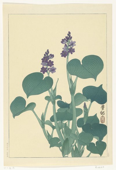 Hosta en fleurs - Ohara Koson