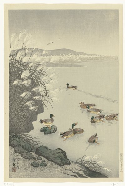 Canards dans l