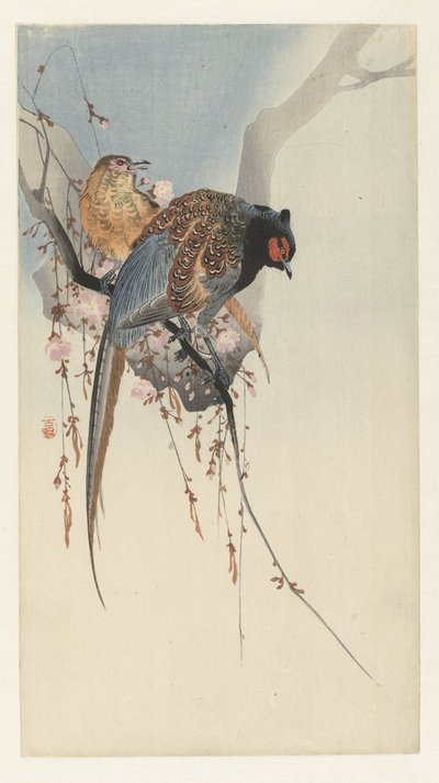 Couple de faisans et fleurs de prunier - Ohara Koson