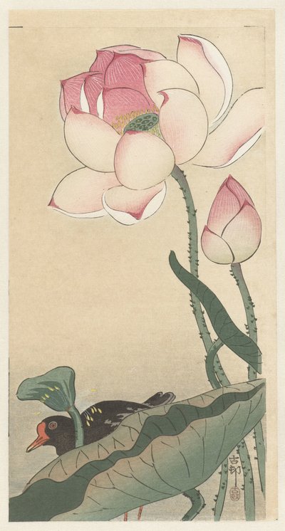 Gallinule avec fleurs de lotus - Ohara Koson