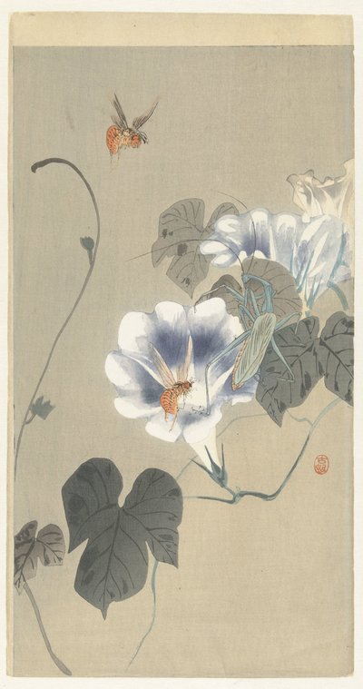 Insectes près d