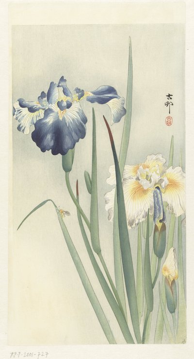 Iris - Ohara Koson