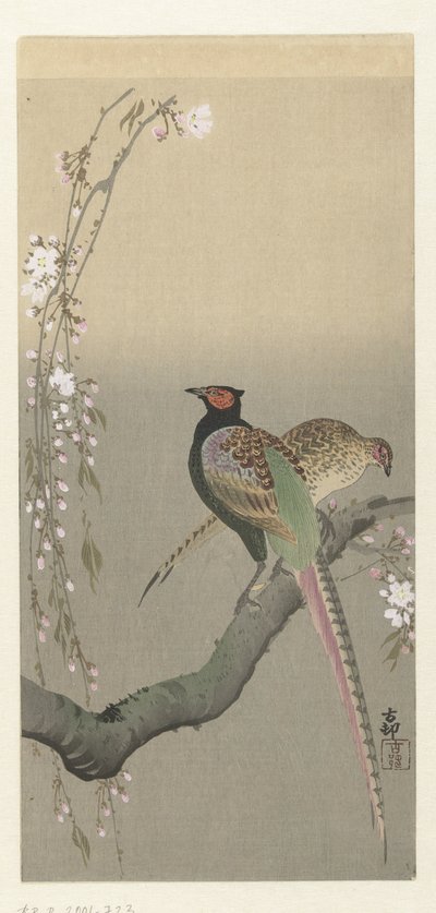 Couple de faisans et fleurs de cerisier - Ohara Koson