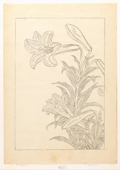 Lys - Ohara Koson
