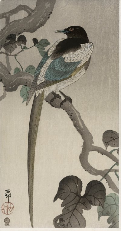 Pie sur une branche de Pauwolna (estampe sur bois en couleur) - Ohara Koson