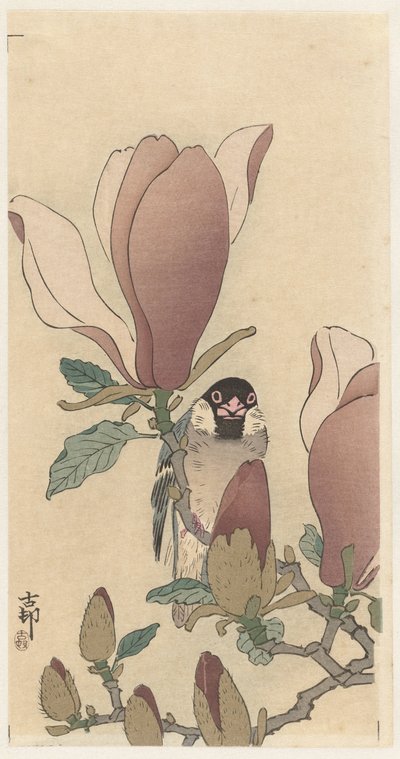 Moineau sur une branche de magnolia en fleurs - Ohara Koson