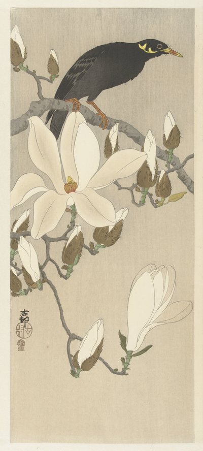 Mainate sur une branche de magnolia - Ohara Koson