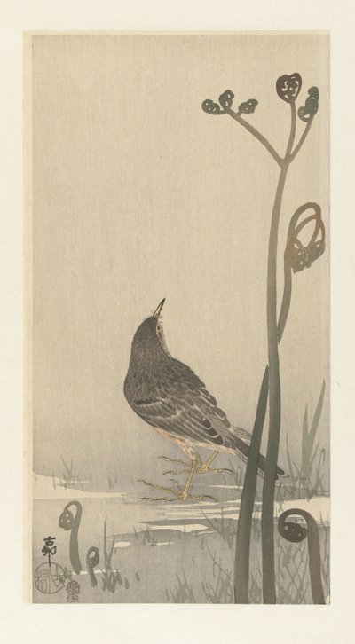 Pipit au bord de l