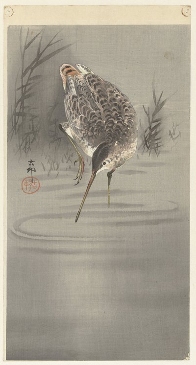 Bécassine dans l