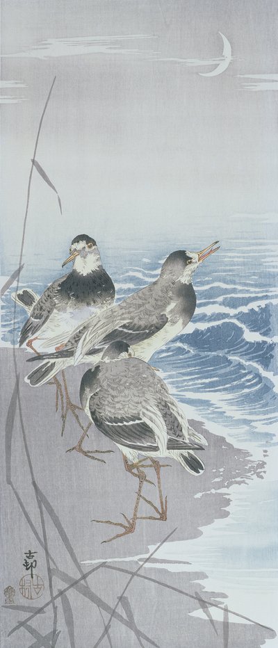 Trois bécasseaux au bord de l