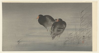 Deux poules d
