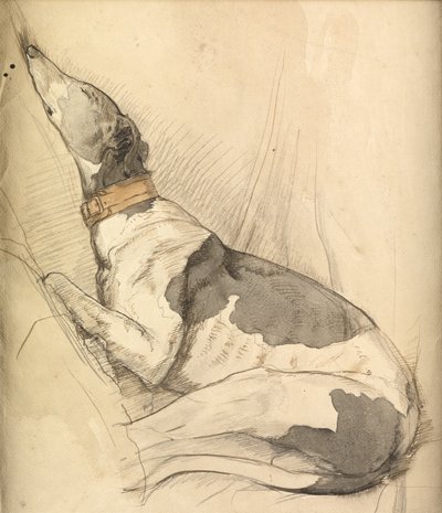 Lévrier endormi - Olive Branson